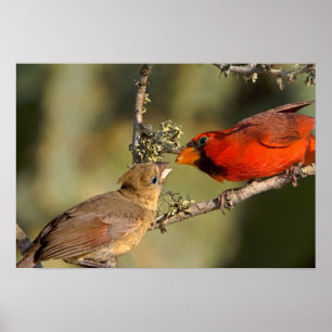 Poster Les Etats-Unis, le Texas, vallée de Rio Grande,