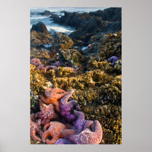 Poster Les Etats-Unis, Orégon. Étoiles de mer et étoiles