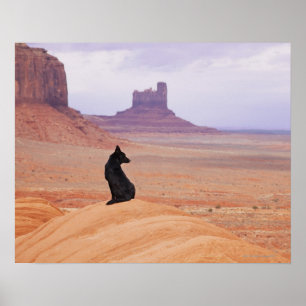 Poster Les Etats-Unis, Utah, vallée de monument, chien s