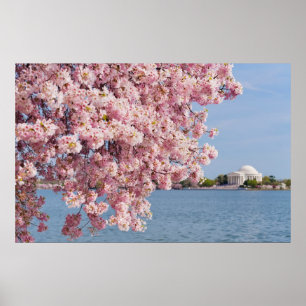 Poster Les Etats-Unis, Washington DC, cerisier