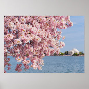 Poster Les Etats-Unis, Washington DC, cerisier