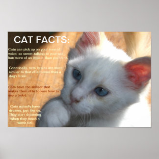 Poster Les faits de chat !