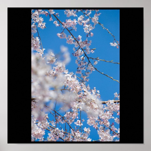 Poster Les fleurs de cerisiers au Japon (Devant)
