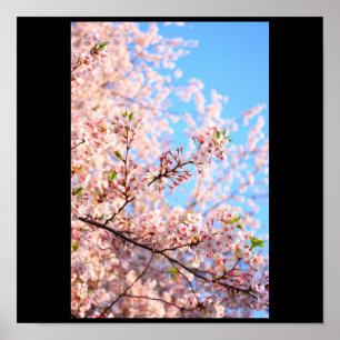 Poster Les fleurs de cerisiers au Japon