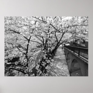 Poster Les fleurs de cerisiers : Rivière Meguro, Tokyo (n