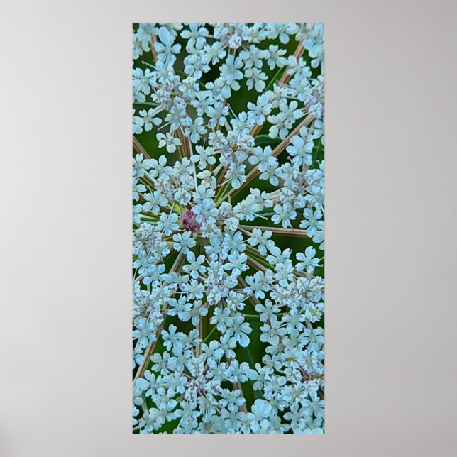 Poster Les fleurs de dentelle de la reine Anne (Devant)