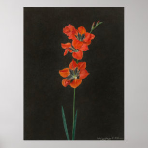 Poster Les fleurs de lélie de Hoffmann