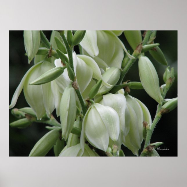 Poster Les fleurs du Yucca (Devant)