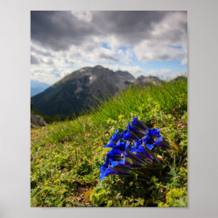 Poster Les fleurs et les montagnes de Clusius