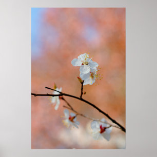 Poster Les fleurs japonaises d'abricot