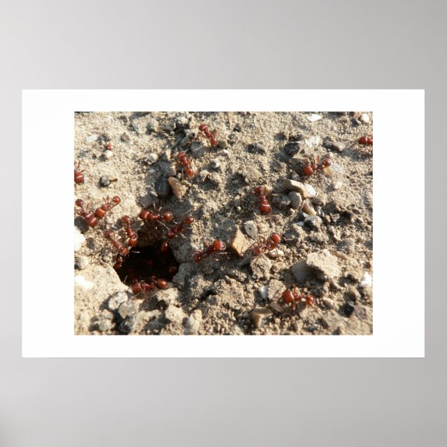 Poster Les fourmis. (Devant)