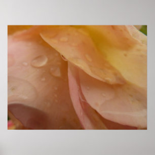 Poster Les gouttes de pluie sur les pétales Roses Peach F