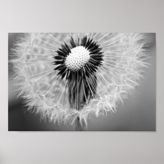 Poster Les graines de demain (Devant)