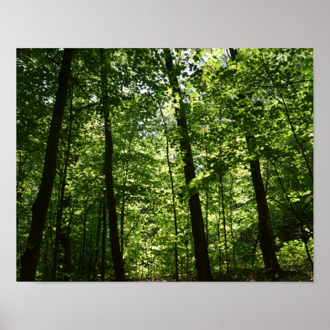 Poster Les grands arbres dans la nature (Devant)