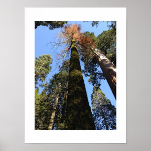 Poster Les grands arbres dans la vallée de Yosemite Photo