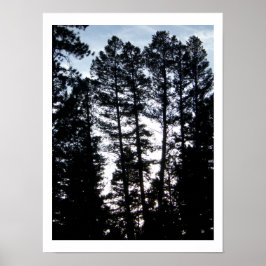 Poster Les grands arbres dans les montagnes du Colorado P