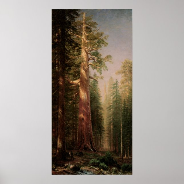 Poster Les grands arbres, Mariposa Grove, CA par Bierstad (Devant)