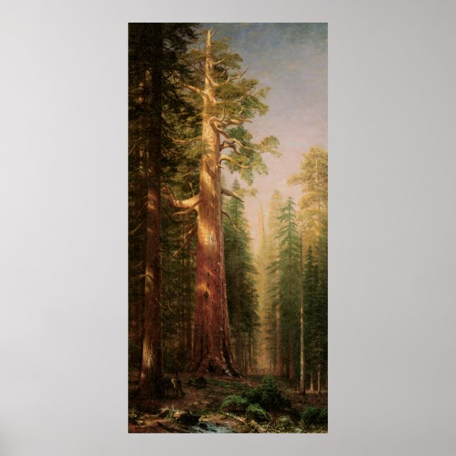 Poster Les grands arbres, par Albert Bierstadt (Devant)