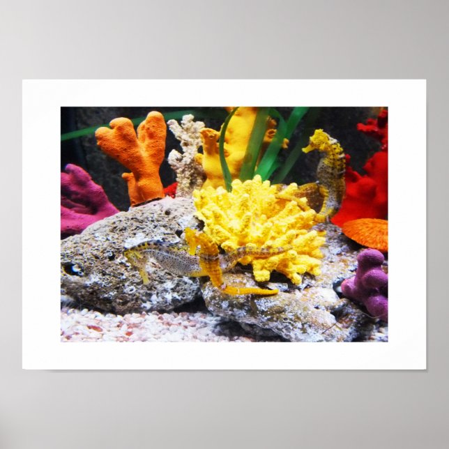 Poster Les hippocampes (Devant)