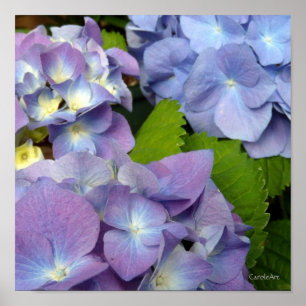 Poster Les hortensias bleus les plus bleus