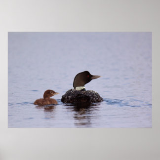 Poster Les huards sur le lac fourré