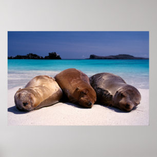 Poster Les Lions De Mer Dormir Sur La Plage   Équateur