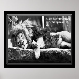 Poster Les lions ne perdent pas le sommeil au-dessus des