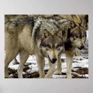 Poster Les loups à la recherche