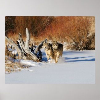 Poster Les loups courent dans l'affiche de neige