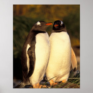 Poster Les Malouines. Pingouins Gentoo. (Pyroscelis