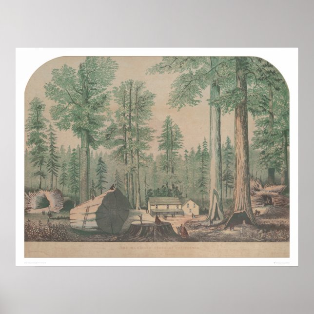 Poster Les Mammoths de Californie (1191) (Devant)
