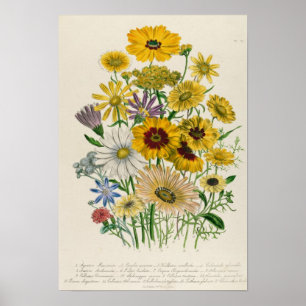 Poster Les marguerites, plaquent 31 "des dames