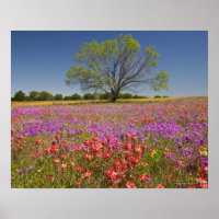 Les mesquite printaniers poussent en fleur sauvage