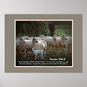 Poster Les moutons de son PasturewScripture