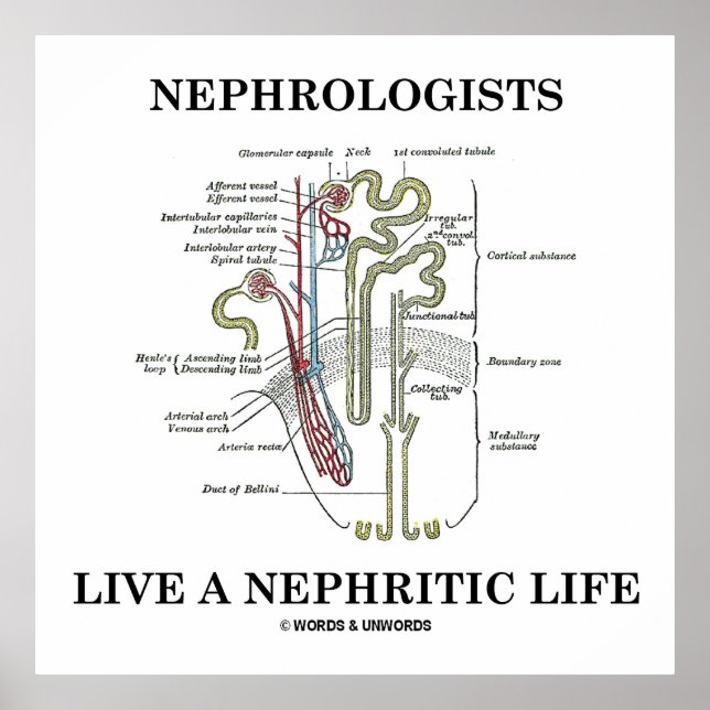 Poster Les Néphrologistes Vivent Une Vie Néphritique (Nép (Devant)