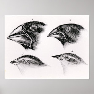 Poster Les observations d'oiseaux de Darwin