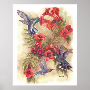 POSTER LES OISEAUX BLEU HUMMINEUX AUX VINS DE TRUMPET ORA