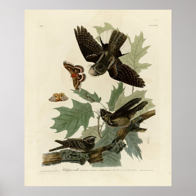 Poster Les oiseaux d'Amérique d'Audubon (Devant)