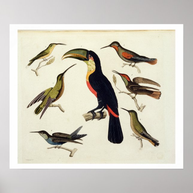 Poster Les oiseaux natifs, dont le Toucan (centre), Amazo (Devant)