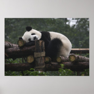 Poster Les pandas géants à la Protection des pandas géant