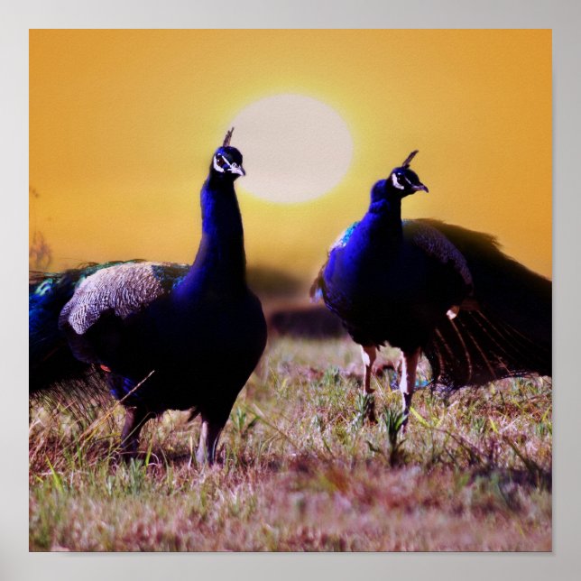 Poster Les paons bleus (Devant)