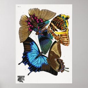 Poster Les papillons vintages d'E.A. Séguy (1925)