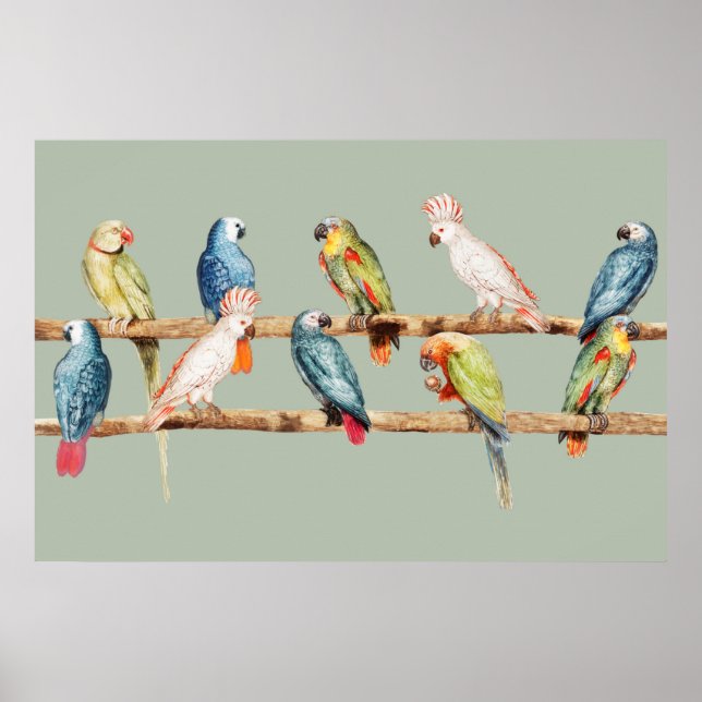 Poster Les perroquets (Devant)