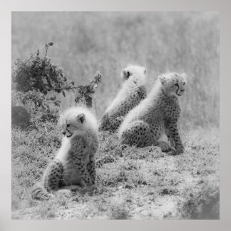 Poster Les petits de Cheetah