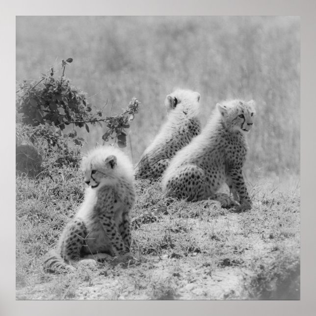 Poster Les petits de Cheetah (Devant)