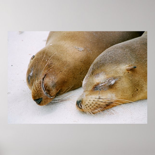 POSTER LES PHOQUES PROFITANT DU SOLEIL ET LES UNS LES AUT (Devant)