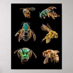 Poster Les photos des abeilles Les photos Les insectes Le