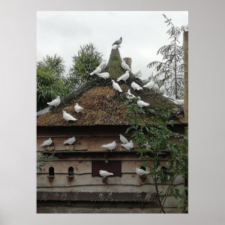 Poster Les pigeons à la maison.