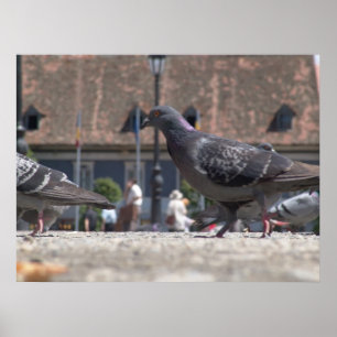 Poster Les pigeons ambulants