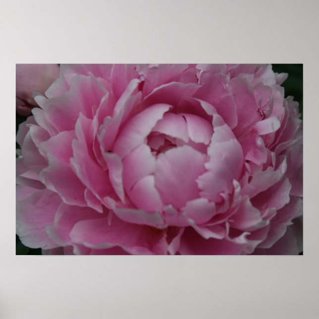 Poster Les pivoines en pleine floraison (Devant)